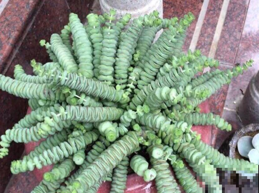 钱串秋天爱“犯病”，找准3个原因，钱串呼呼长！