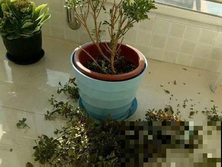 11月,千万别买这种花,养不活惹一肚子气! 11月,千万别买这种花,养不活惹一肚子气!