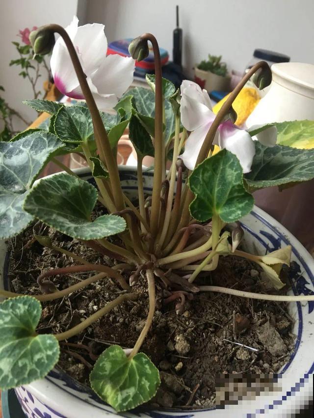 这花最娇气，叶子一喷水，立马就烂了！