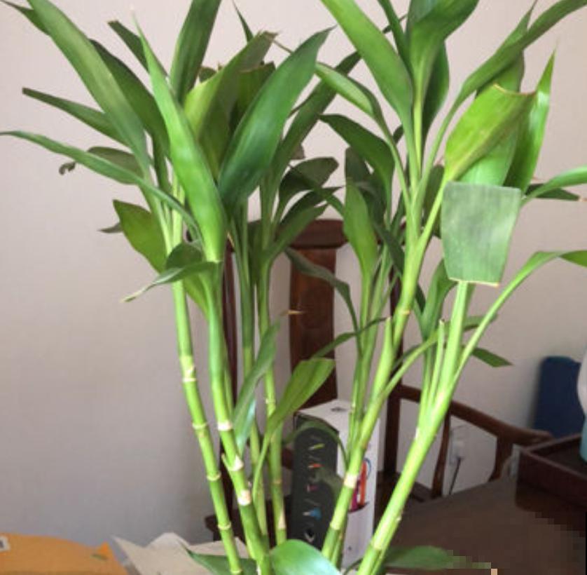 富贵竹开花你见过吗？很美很仙，神似曼珠沙华！