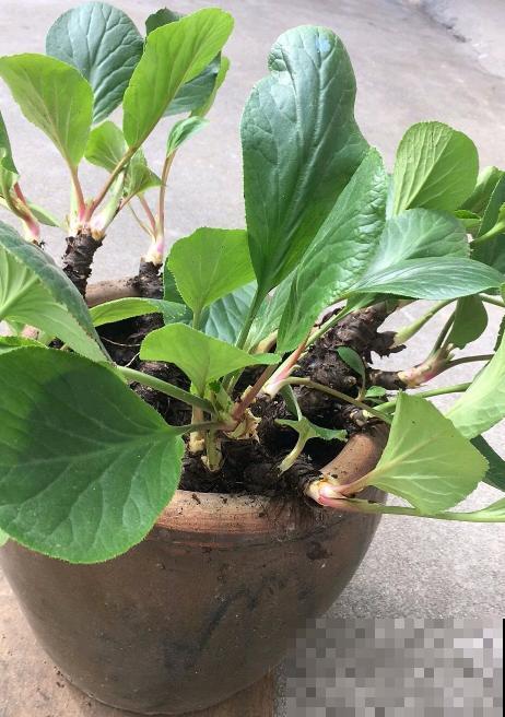 白菜在家养了8年,养成了老桩,长得可旺盛! 白菜在家养了8年,养成了老桩,长得可旺盛!