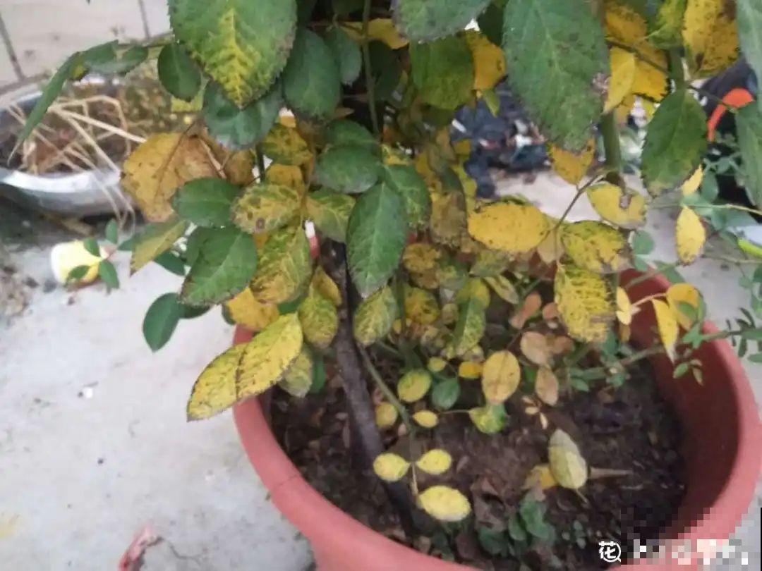 掉叶子第一名,10种花养成光杆,竟然还活着! 掉叶子第一名,10种花养成光杆,竟然还活着!