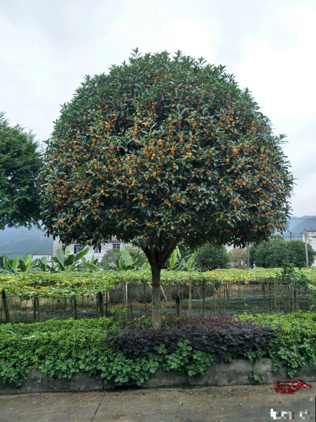 秋天特难养的花，养不活难受，还惹一肚子气！