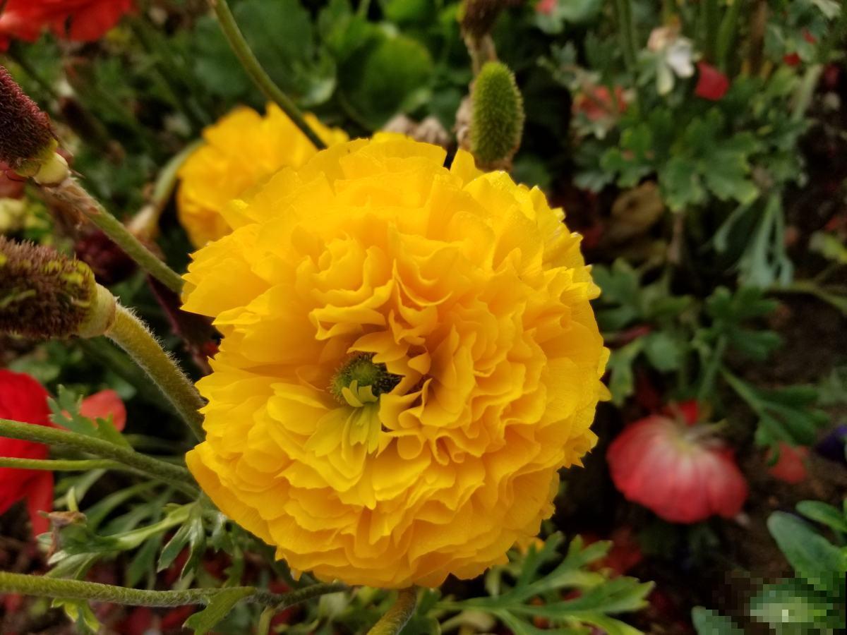 4种花是婚礼常见花，随便选一种都好看，用好了浪漫又唯美