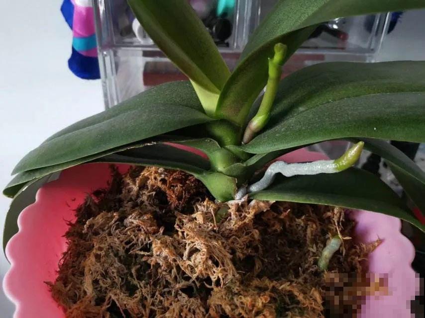 10月养花掐一掐,掐完就来花,盆都塞不下! 10月养花掐一掐,掐完就来花,盆都塞不下!