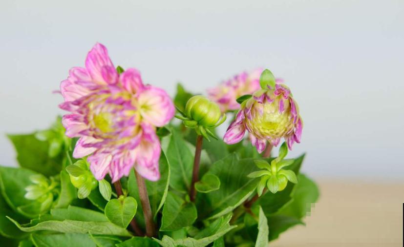 “迷你版”大丽花,花盆里也能栽,摆在阳台特好看! “迷你版”大丽花,花盆里也能栽,摆在阳台特好看!