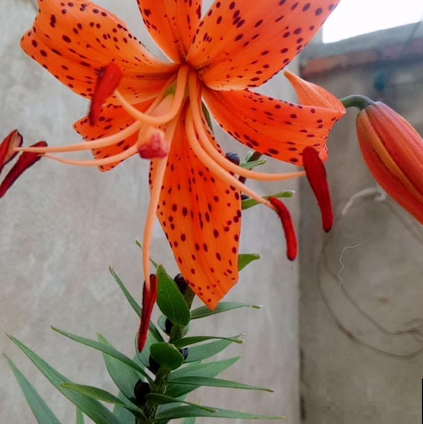 卷丹百合品性好，耐寒又耐热，怎么养都死不了！