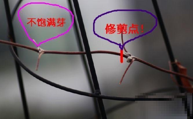 7种花冬天要休眠，看着好像枯死了，千万别丢掉