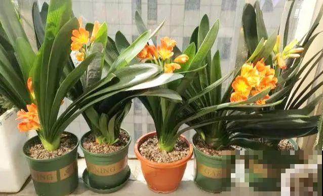 小盆养花好，大盆养花死，真准！