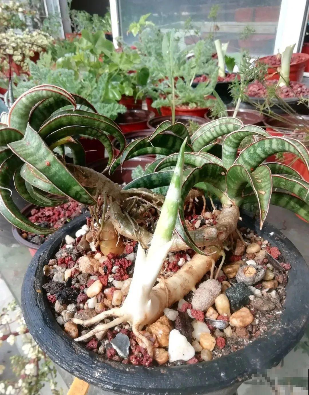 这种花就欠“拽”，没事拽拽根，变成老桩美到爆！