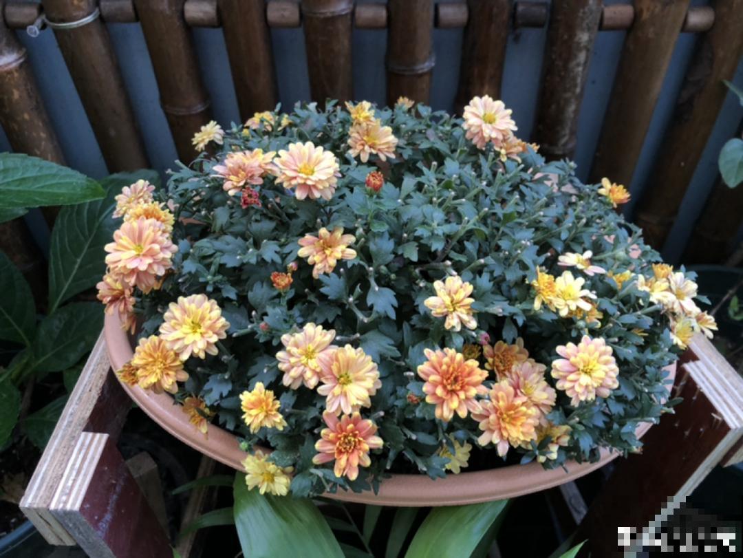 8种花，养嫩不养老，老了要多修剪！