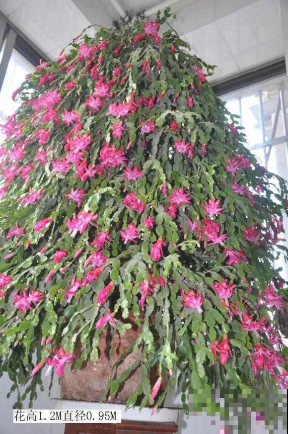 养了18年的仙人指，开花冲房顶，绝对是传家宝！