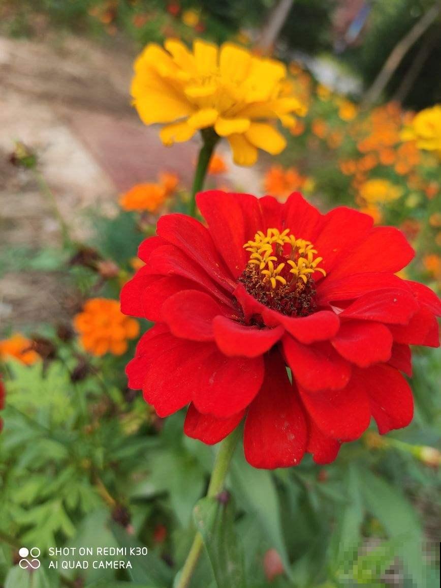 秋天养沙漠玫瑰，开花更多，俩月不浇水照常生长