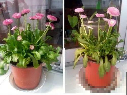 养花不能随意,一不小心就死翘翘,心太累! 养花不能随意,一不小心就死翘翘,心太累!