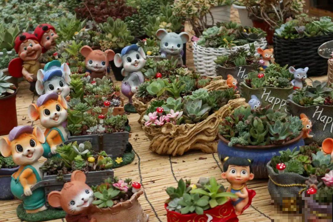 逛花市必买的花，十月入手刚刚好，不买亏大了！