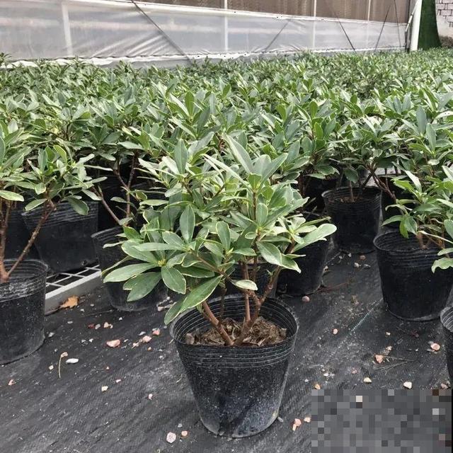 冬天养盆香水花，满屋子飘香，异味都赶跑了！