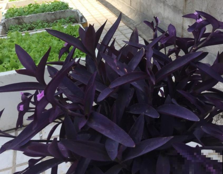 紫竹梅紫得高贵，忽略一件事，叶子变成“丑陋绿”，太难看！