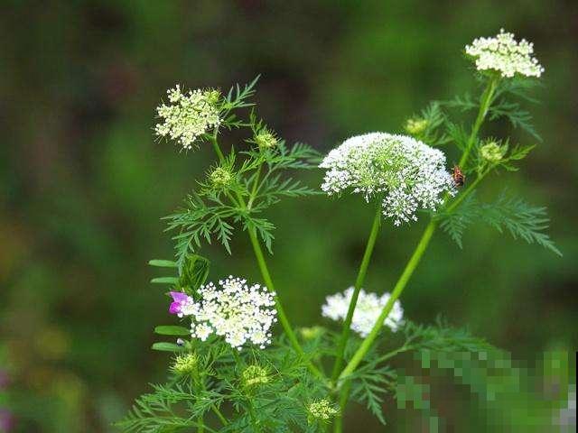 植物命名的5种方式,新奇有趣! 植物命名的5种方式,新奇有趣!
