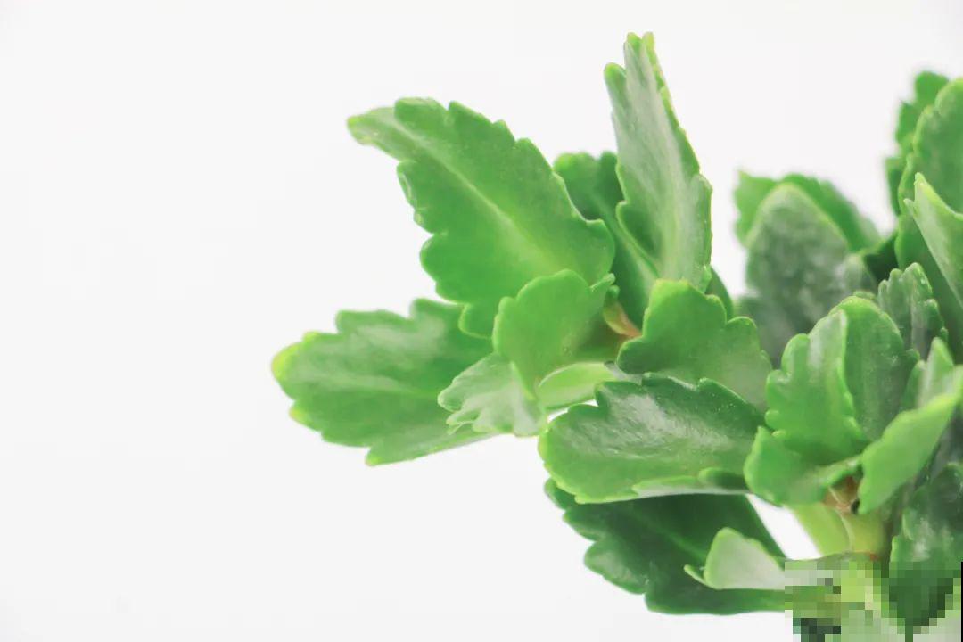 长寿花枝叶茂盛，就是不长花苞，到底怎么回事？