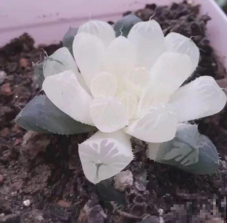 天然的玉露特美，叶子通透似玉，甩抹药的十条街！