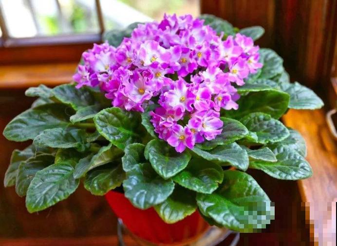 家里有异味，养上3种花，堪比香水味！