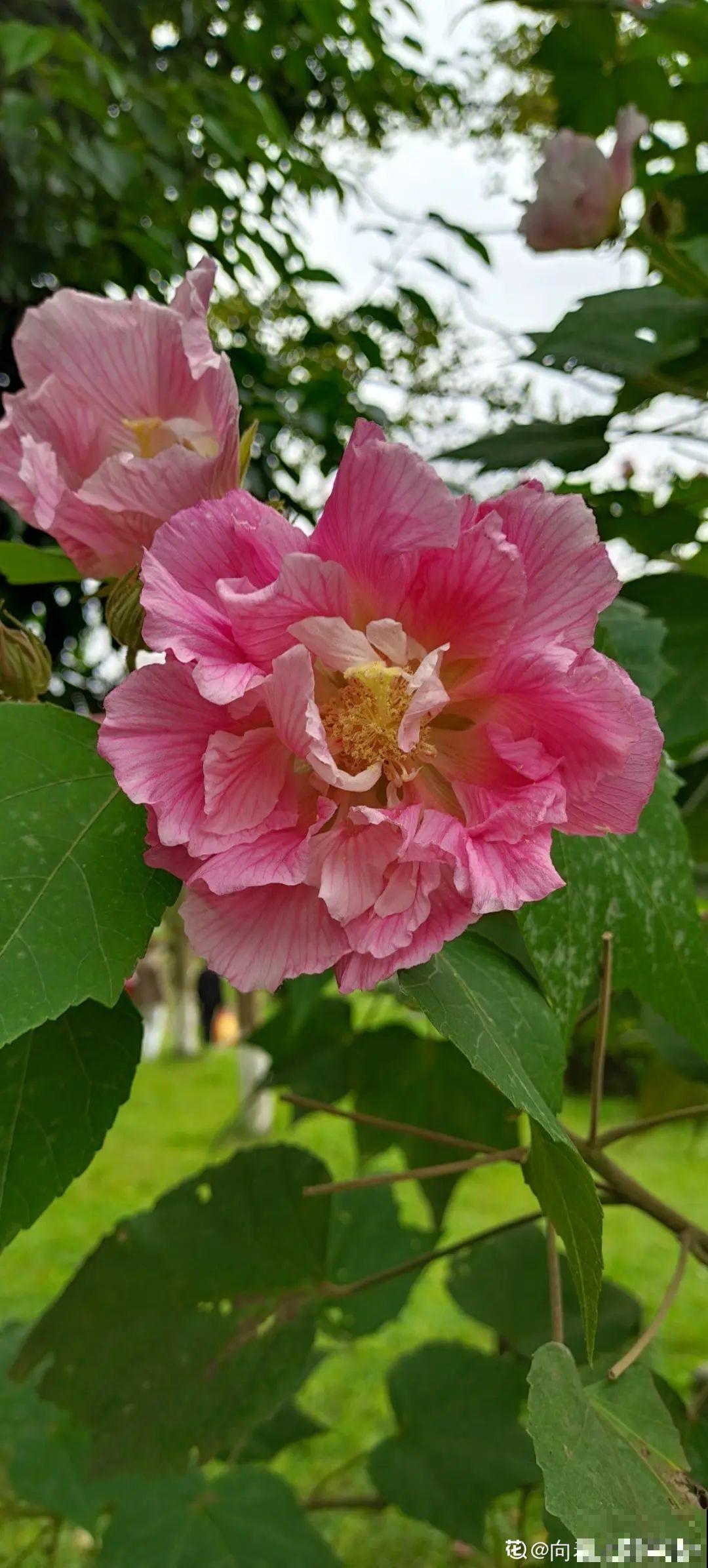 出生在几月份，最旺你的花就是它！