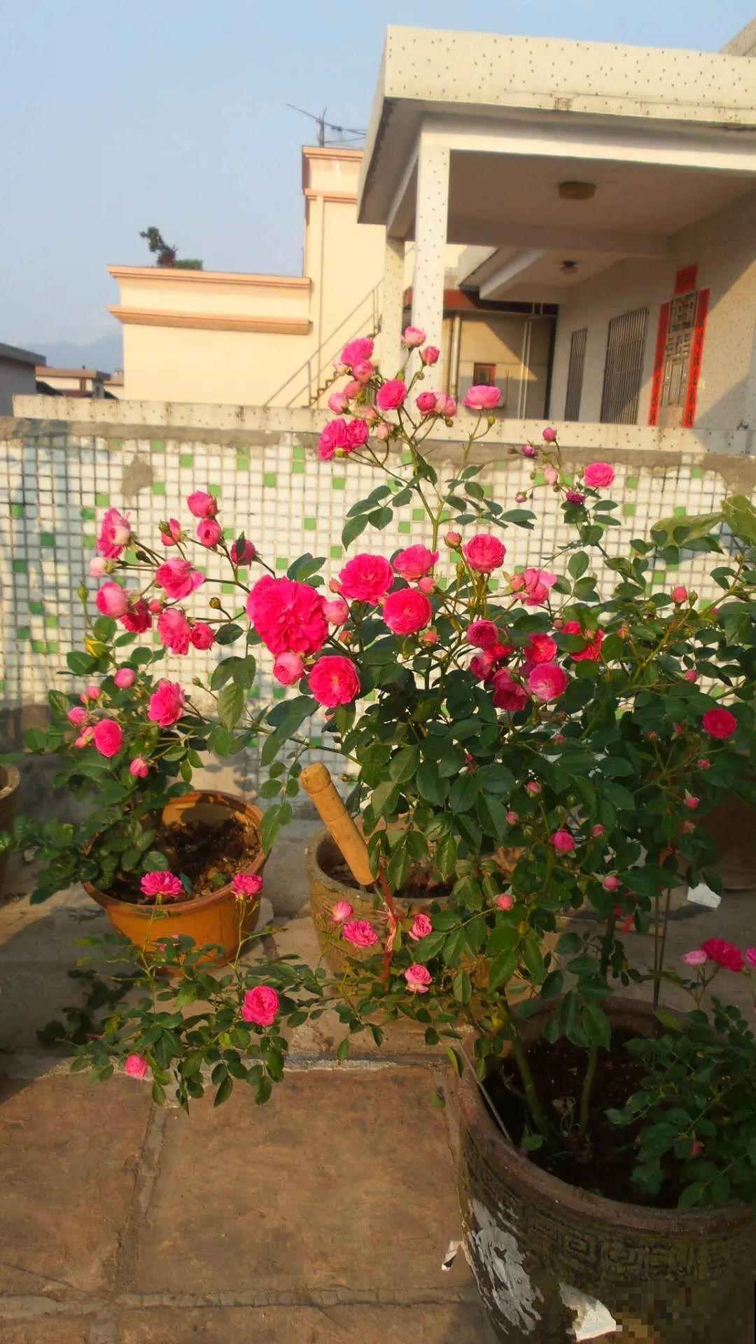 家里有院子,养一株红木香特合适,半年爬满藤,开成大花墙 家里有院子,养一株红木香特合适,半年爬满藤,开成大花墙