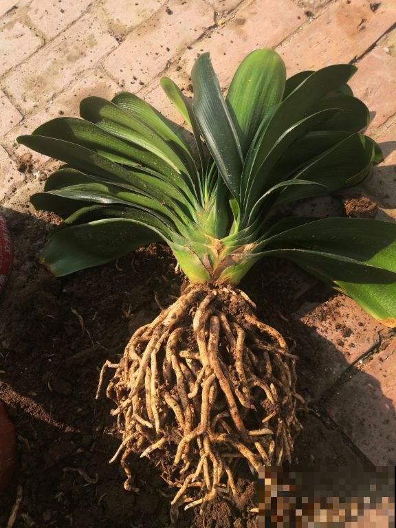 3种家庭常见花，秋天要及时换盆，不然土都被花“吃光了”