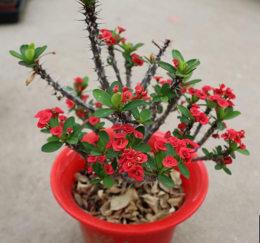 这5种花不抗冻，趁早搬进室内，暖暖活活过秋冬！