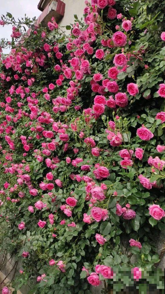 大螃蟹做花肥,秋天大补,花吃完就疯长了! 大螃蟹做花肥,秋天大补,花吃完就疯长了!