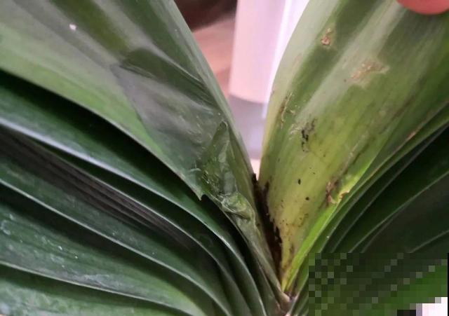 这花最娇气，叶子一喷水，立马就烂了！