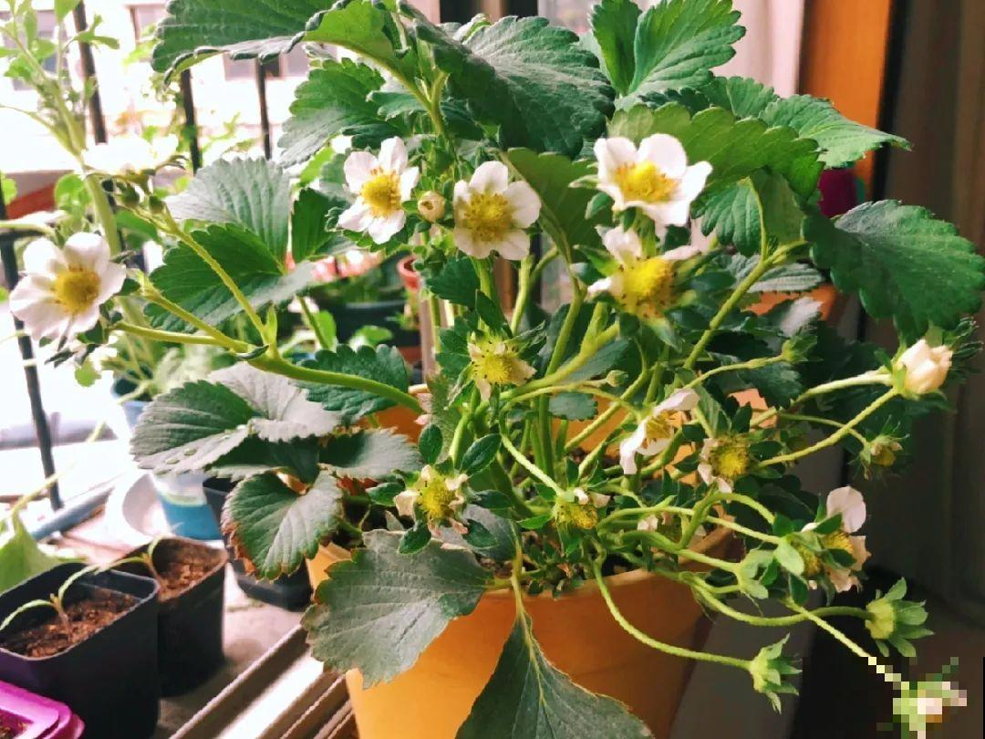 秋天养盆草莓，很快就开花，还能结果子