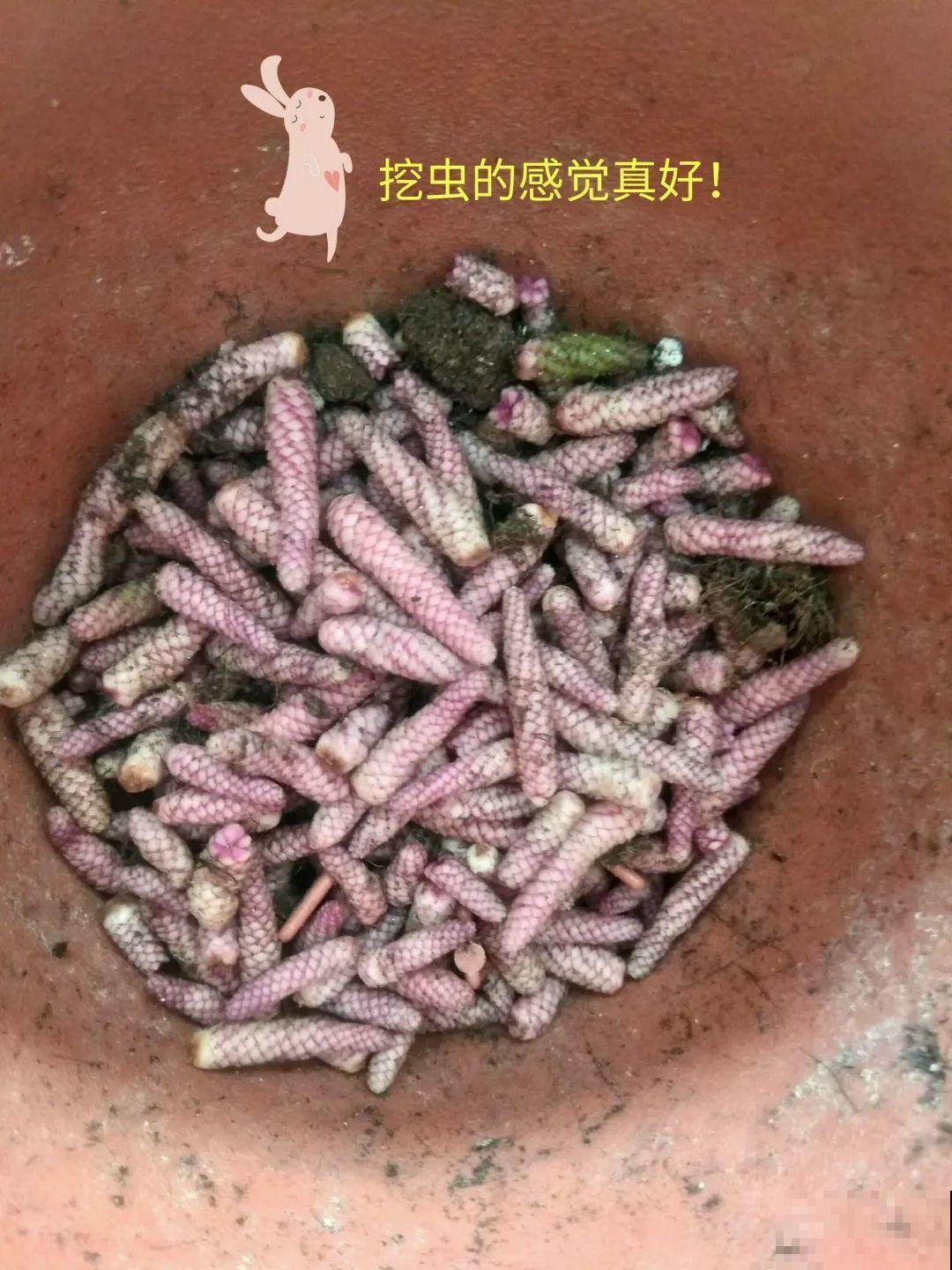 花盆里挖出一堆“蚕”，原来还能吃，味道清脆爽口