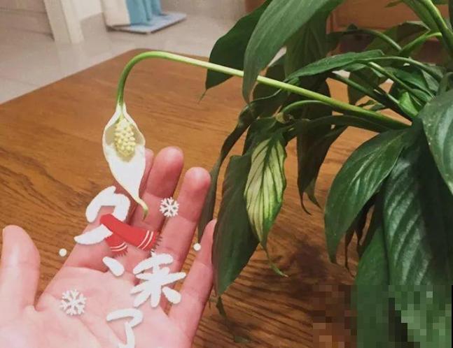 一帆风顺特怕冷，找个塑料袋，顺顺当当过冬！