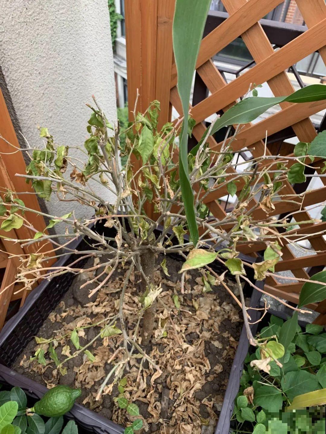 这些花快搬进室内，再不搬就晚啦！死翘翘！