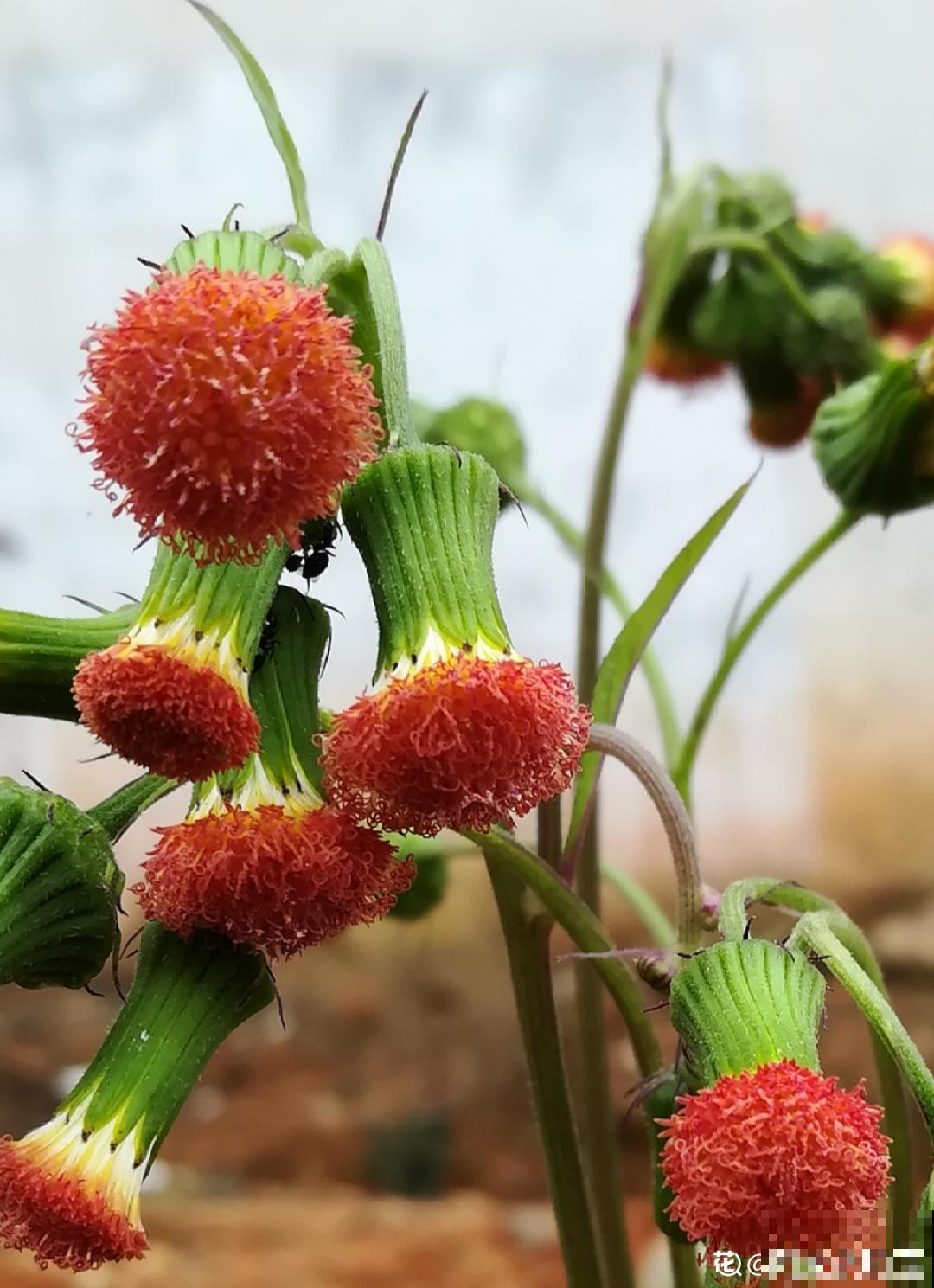 50种小时候常见的野草，现在几乎见不到了