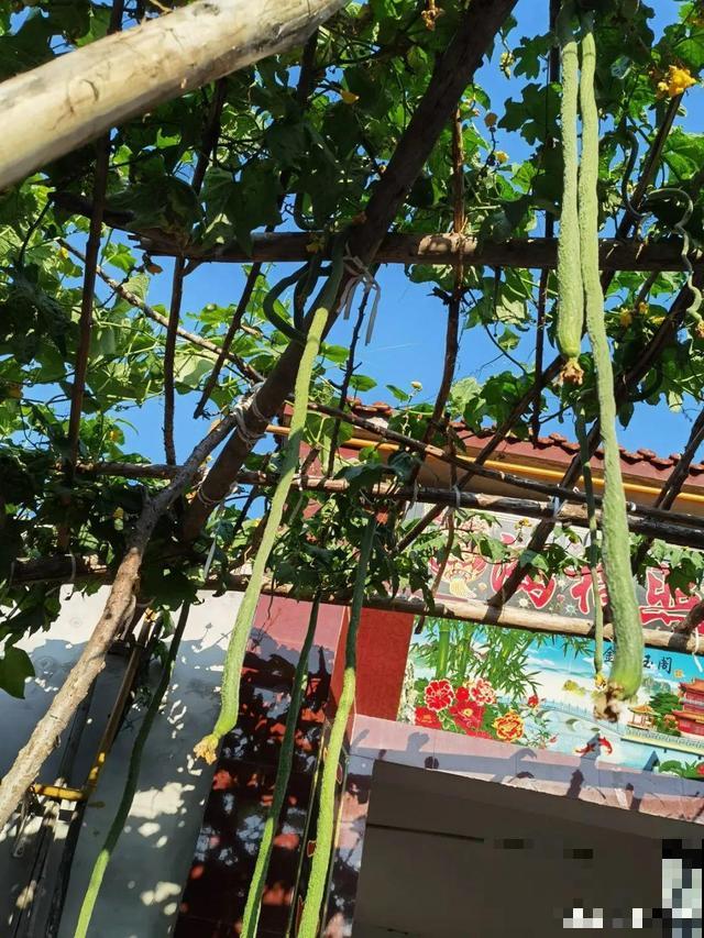 我想有个菜园子,秋天结满新鲜蔬菜,现在正收获! 我想有个菜园子,秋天结满新鲜蔬菜,现在正收获!