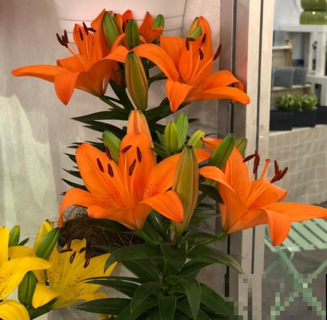 百合花球根是个好东西，掰一掰就能繁殖，一盆变多盆！