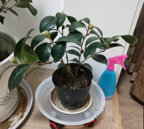 有些花就欠冻，扔在室外不用管，花开艳丽！