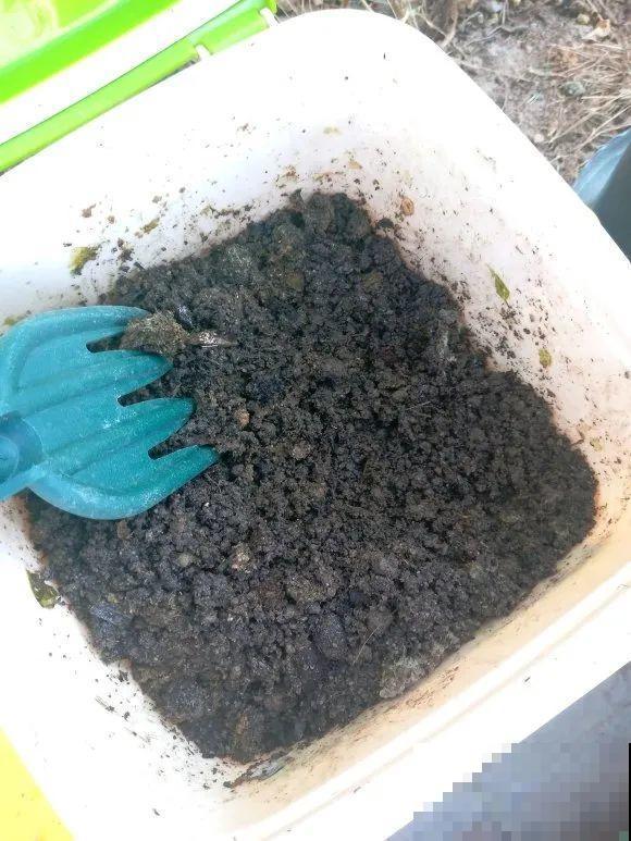 大螃蟹做花肥,秋天大补,花吃完就疯长了! 大螃蟹做花肥,秋天大补,花吃完就疯长了!