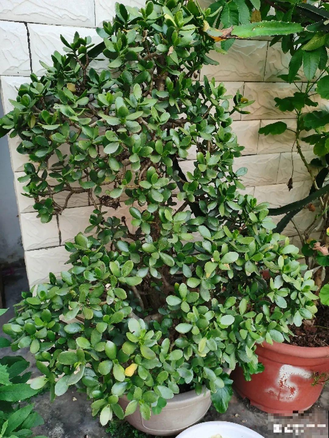 10种花少浇水，天冷容易涝根，旱一旱才长得旺