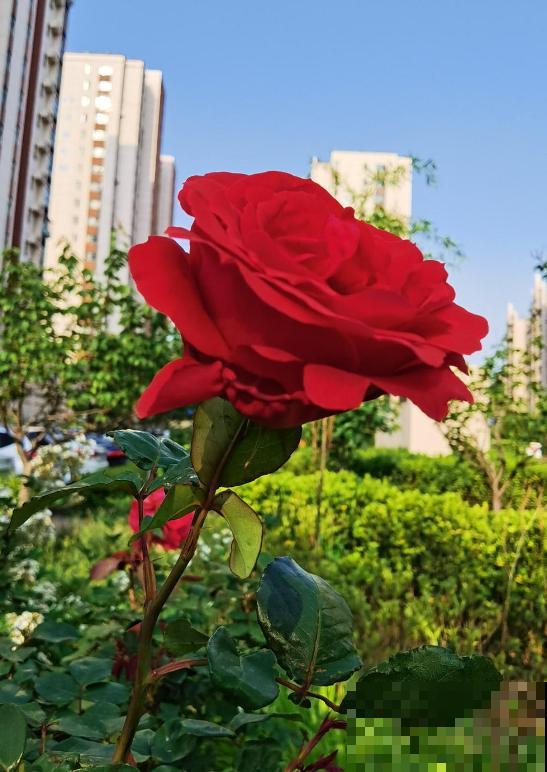 月季爆笋芽了，花友喜滋滋，先别乐，这个时期要慎重！