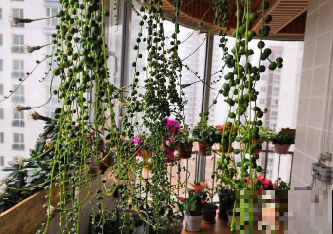 珍珠吊兰烂根咋整？拔出来，切一切，还是一棵好肉肉！