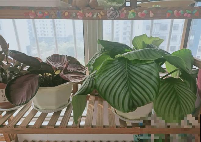 立冬了，给花裹上报纸，冬天再也冻不死！