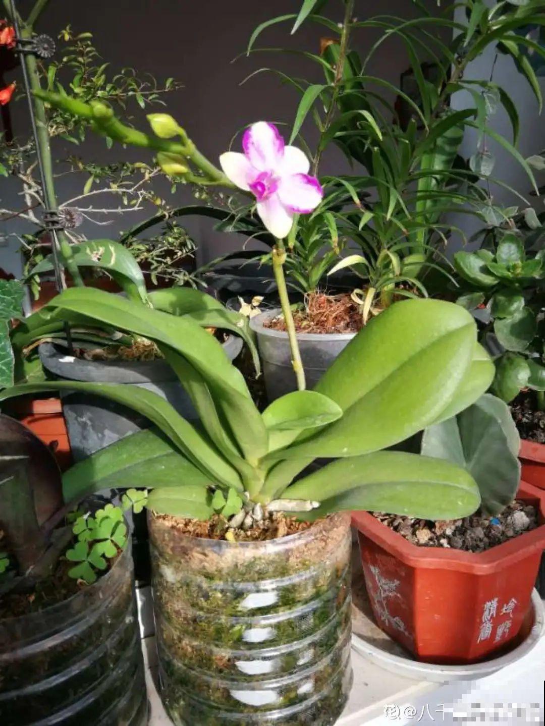 天冷开花的兰花,一共有6种,有香味、特好看! 天冷开花的兰花,一共有6种,有香味、特好看!