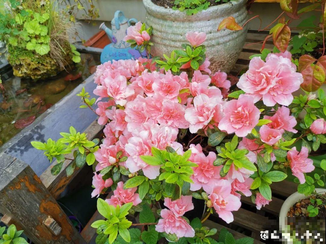 6种花开花时间超长，花朵又大又好看，养花必备