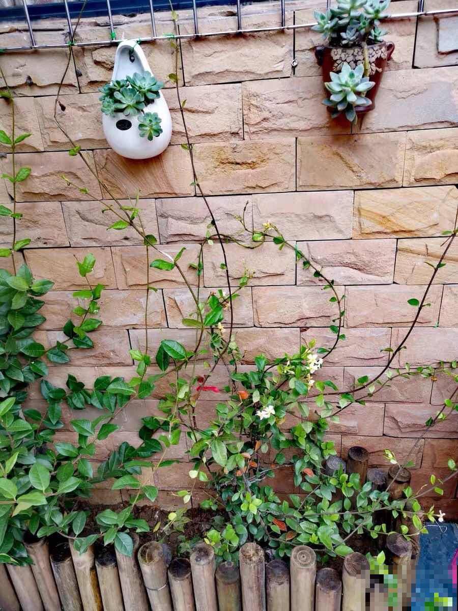 家里养盆香香花，1次开上一面墙，2年养成粉色花墙