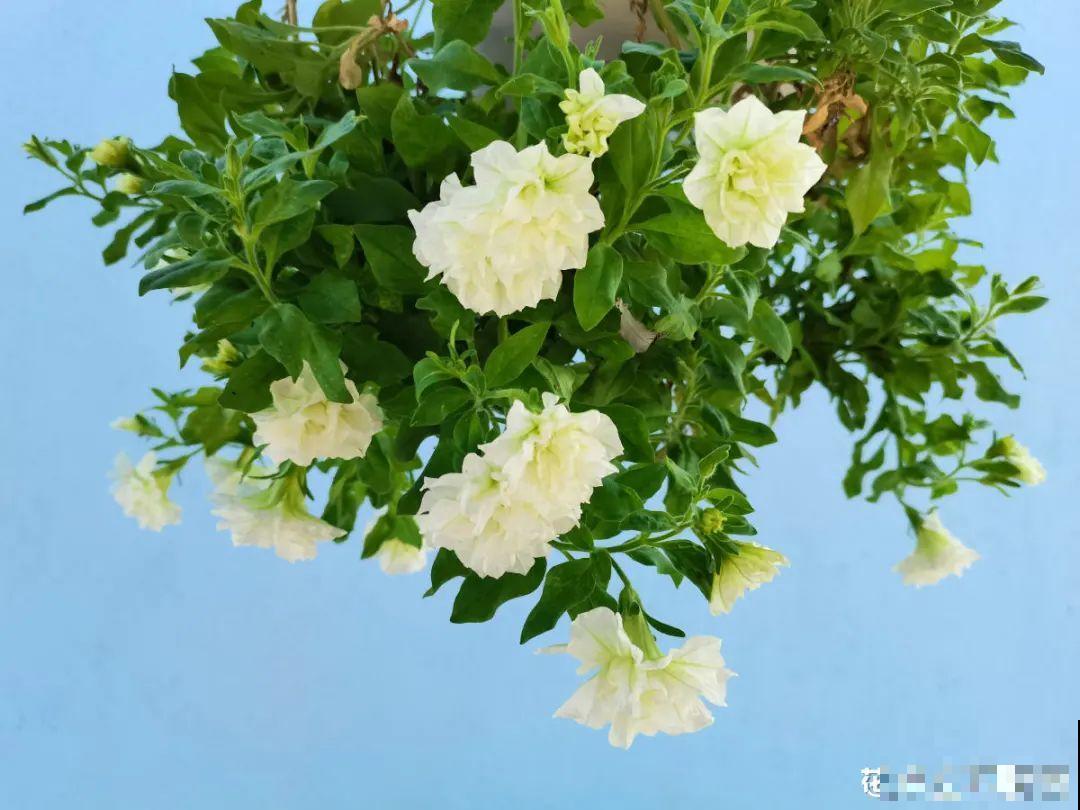 这种花很稀罕,以前喂猪没人要,现在抢破头! 这种花很稀罕,以前喂猪没人要,现在抢破头!