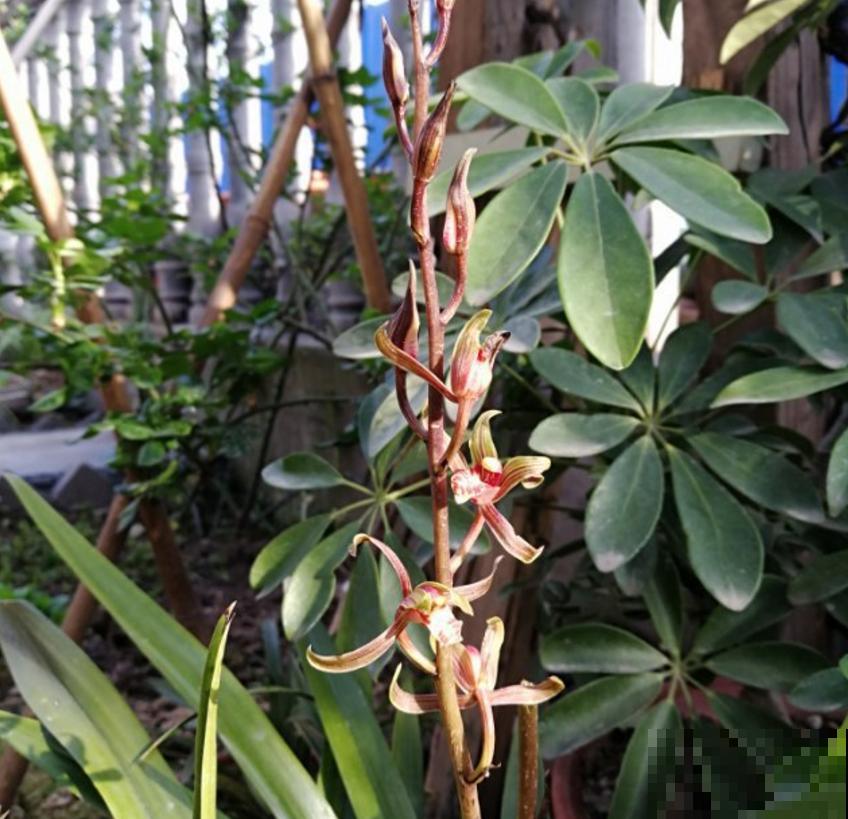 墨兰不好养,掌握5个小窍门,叶茂花繁! 墨兰不好养,掌握5个小窍门,叶茂花繁!