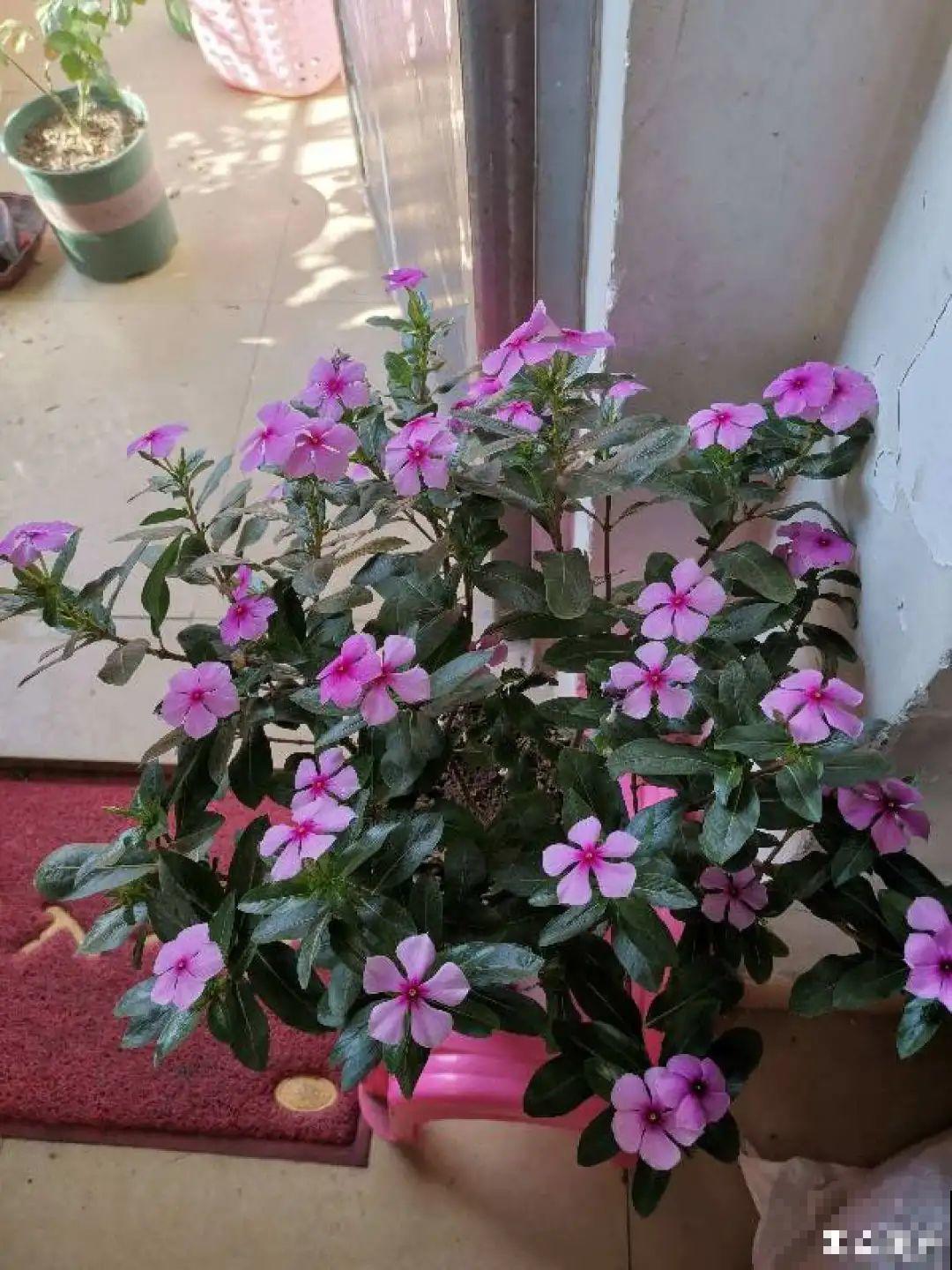 花期超长的长春花，一整年开花不断，冬天小阳台必备！
